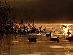 Wetlands and Waterfowl